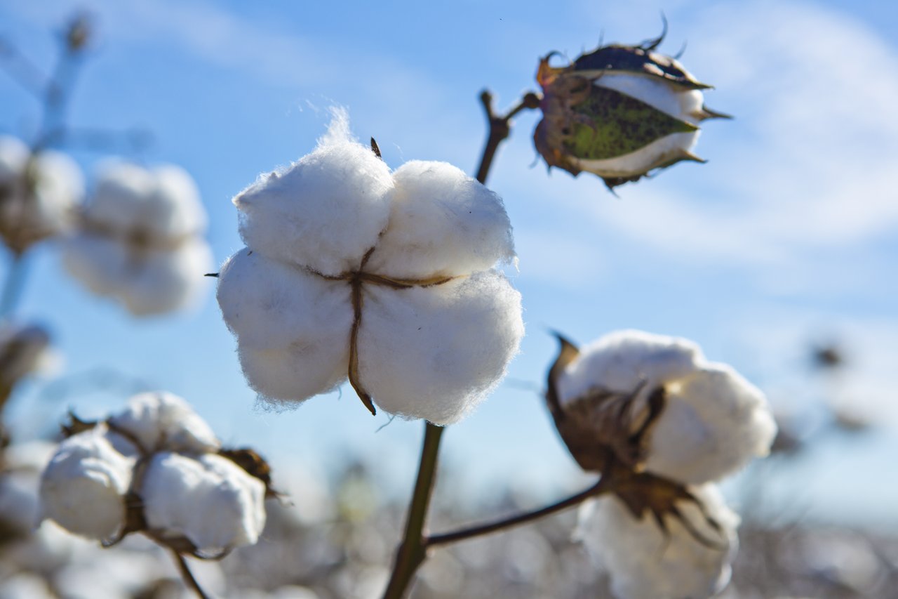 Close up of a cotton plan.