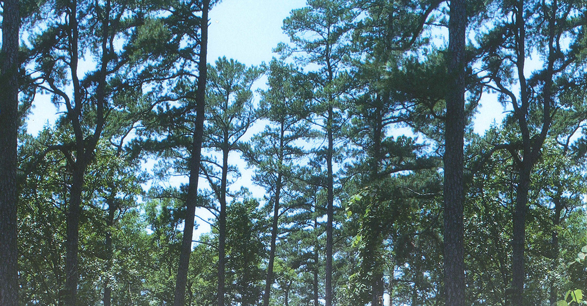 Upward view of a canopy of pine tree.