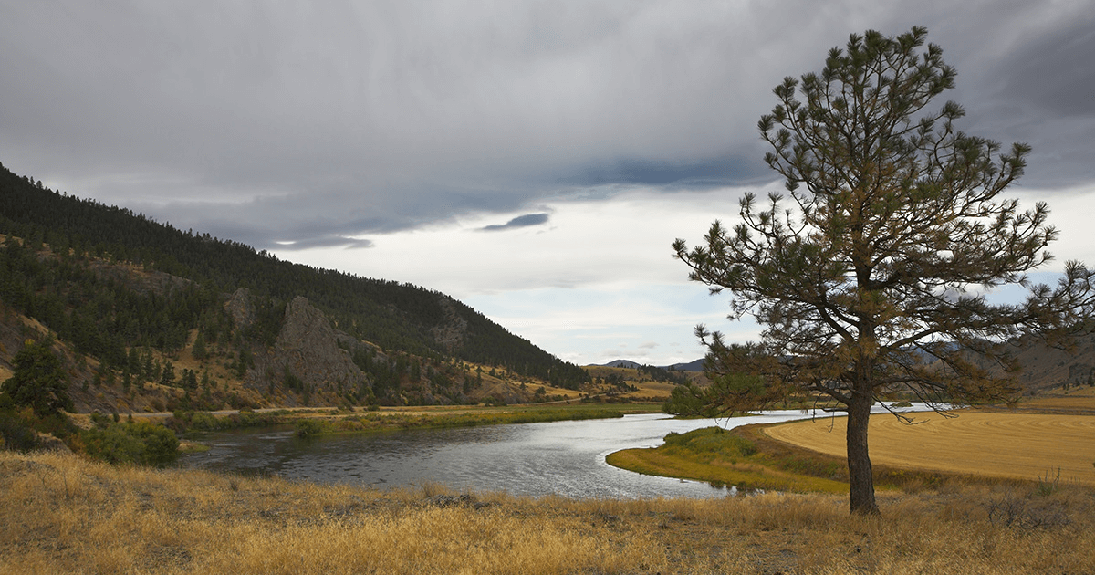 A large river next to a big mountain with a small pine tree in the foreground.