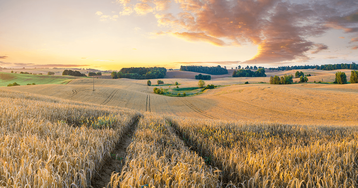 A wide open wheat field with tire tracks going through the center during sunset.