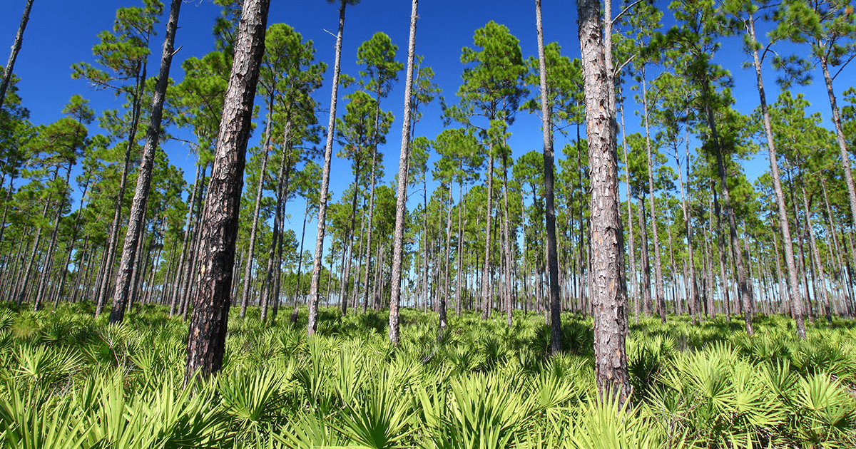 Many large pine tress with ferns all over the ground.