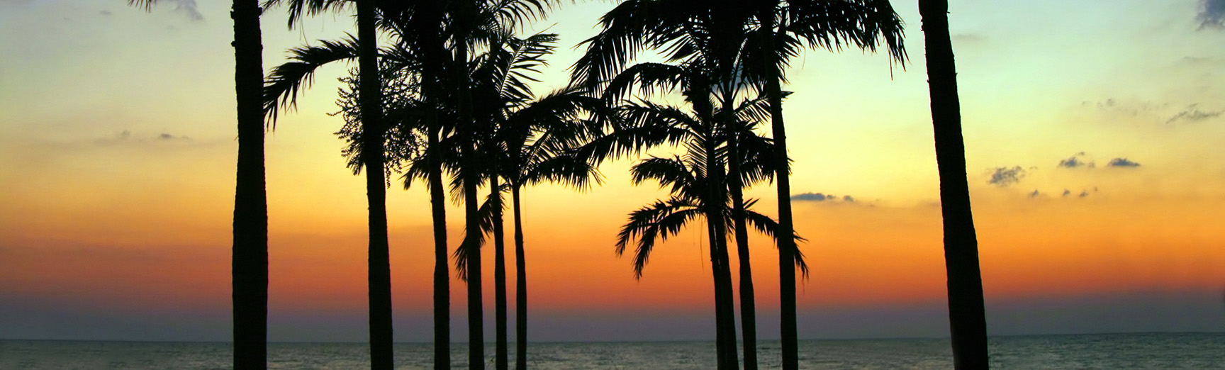 Two rows of silhouetted palm trees planted towards the ocean during a sunset.